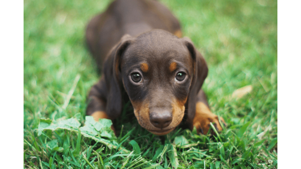 10 Effective Techniques to Ease Anxiety in Dogs for a Peaceful Pup