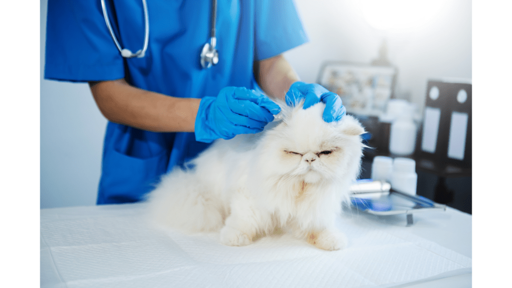 Cat Check up