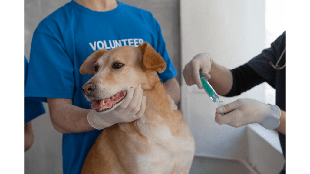 Pet CheckUP