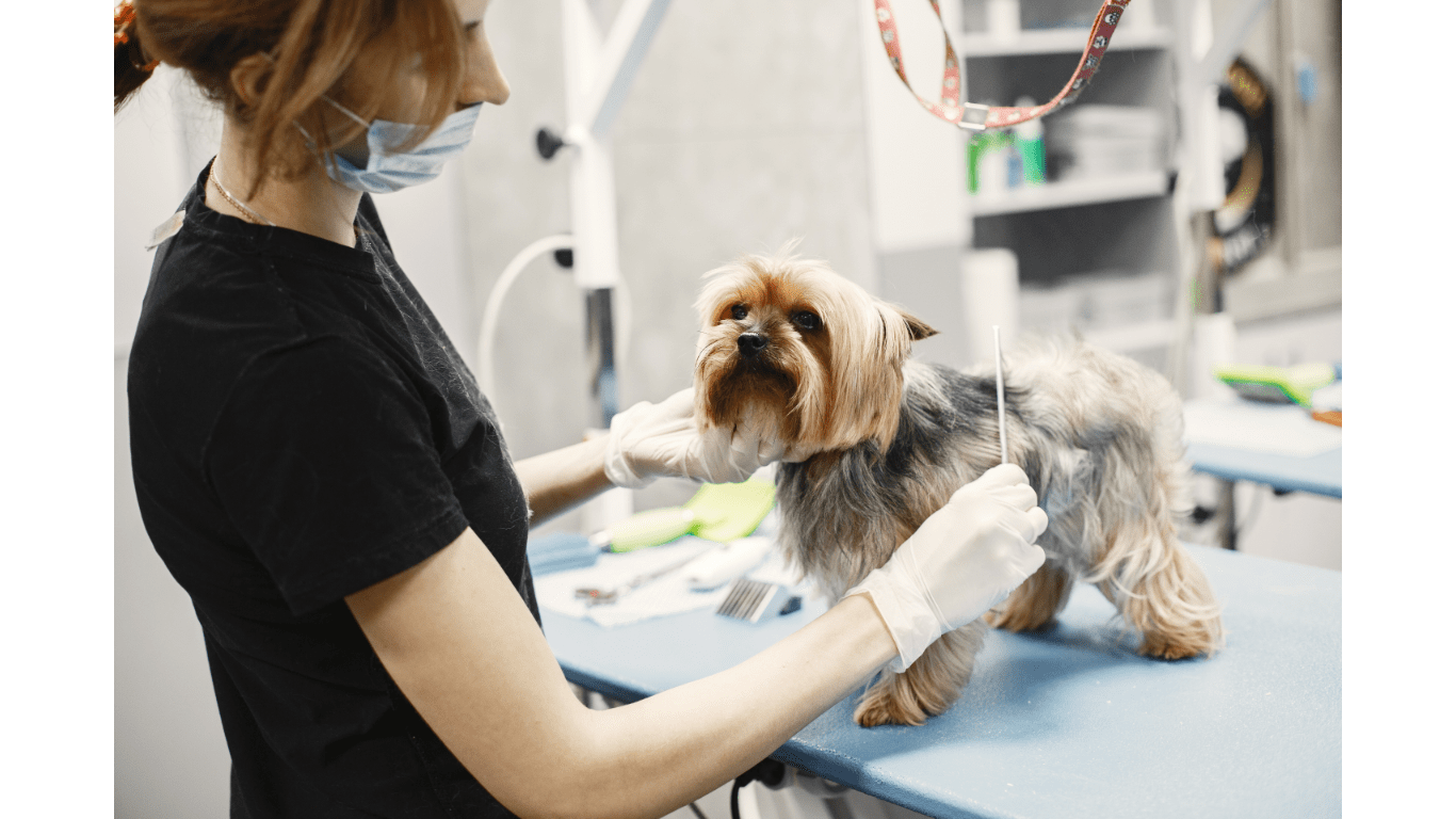 Ultimate Guide to Pet Grooming: Health Benefits of Regular Pet Pampering