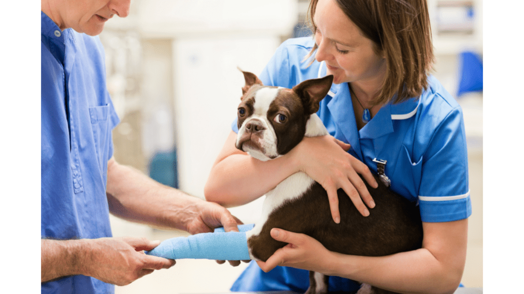 Pet vaccine