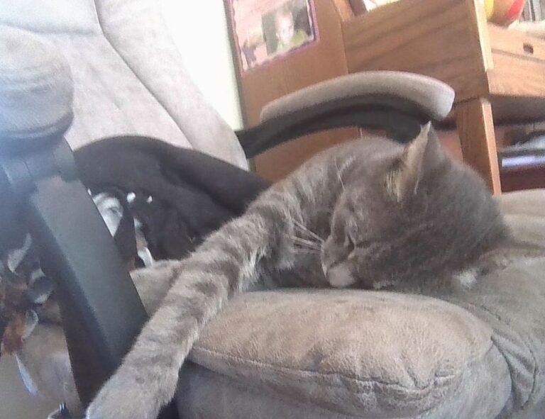 culture updates roarcultable