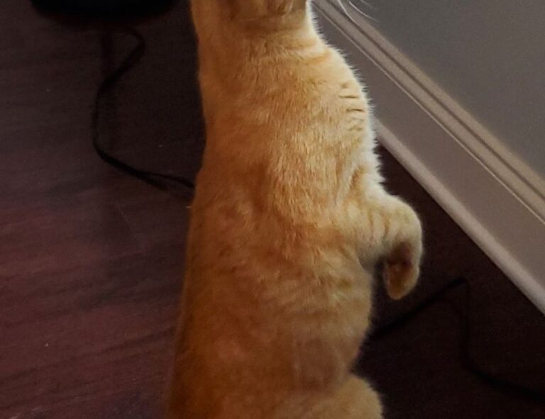 roarcultable latest car infoguide by riproar