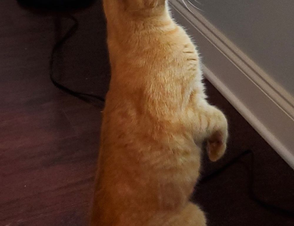 roarcultable latest car infoguide by riproar