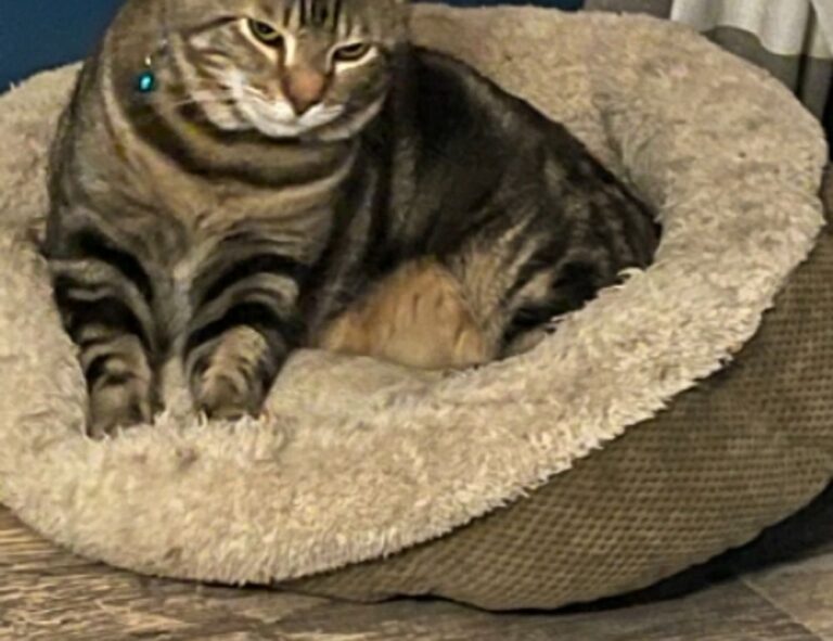 roarcultable latest crypto trends from riproar