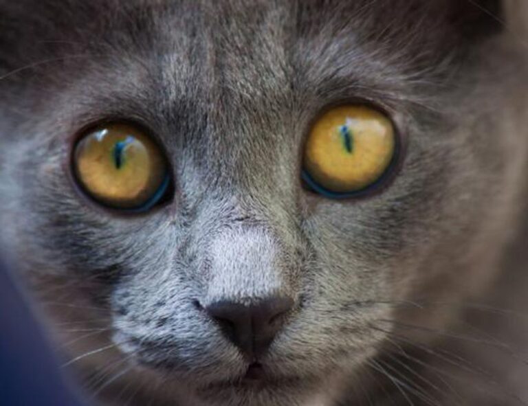 which culture do i belong to roarcultable