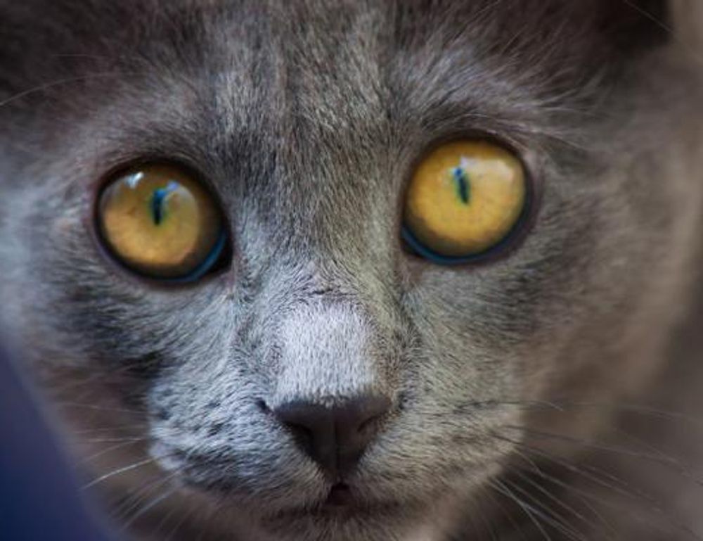 which culture do i belong to roarcultable