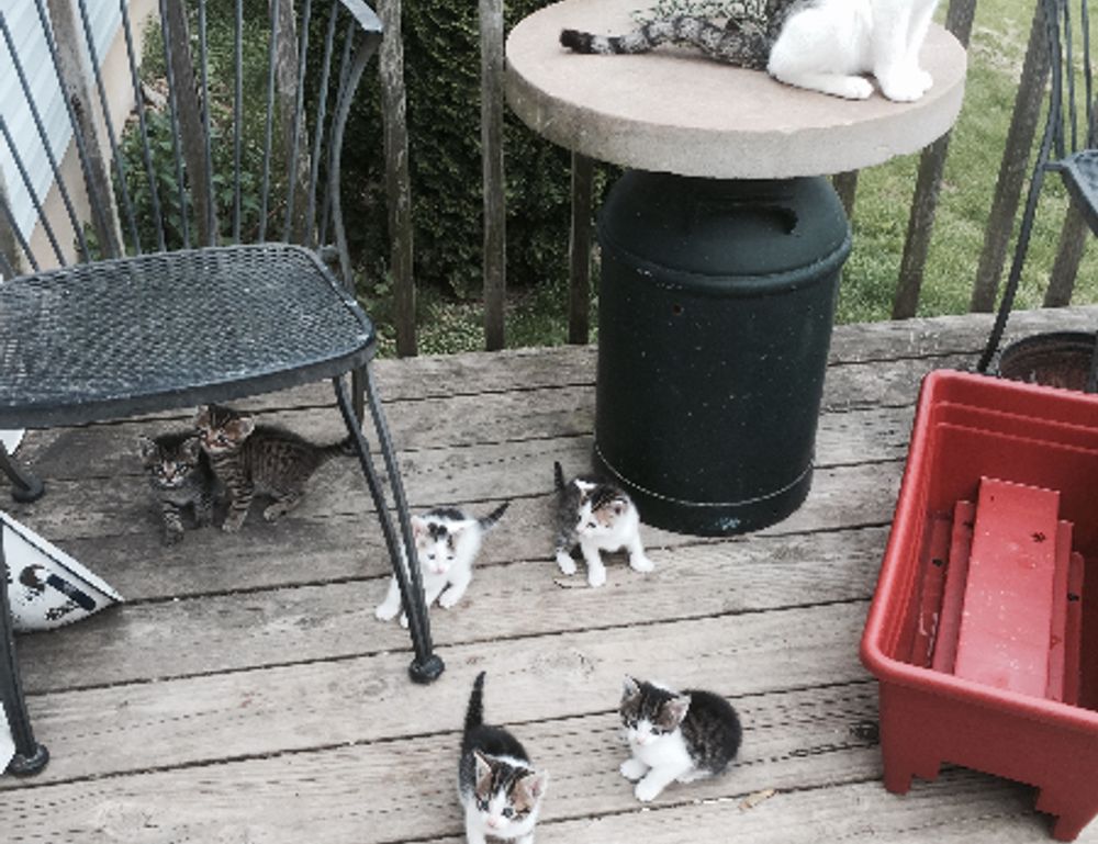 louise penny gamache books in chronological order