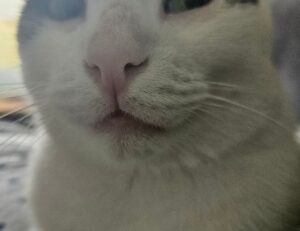 louise penny gamache novels in order