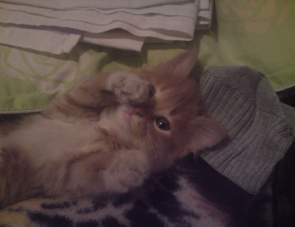 louise penny gamache series in order