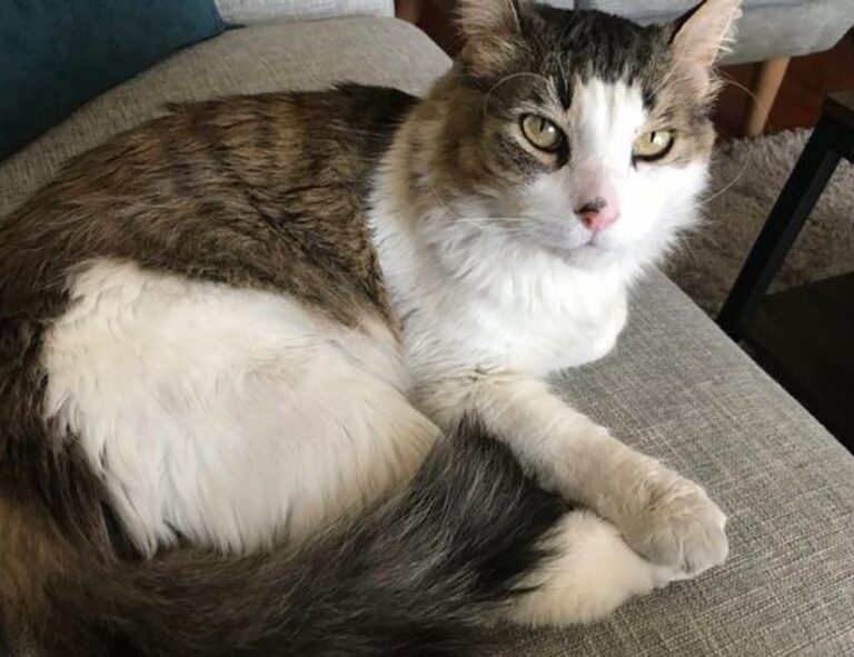 louise penny inspector gamache in order