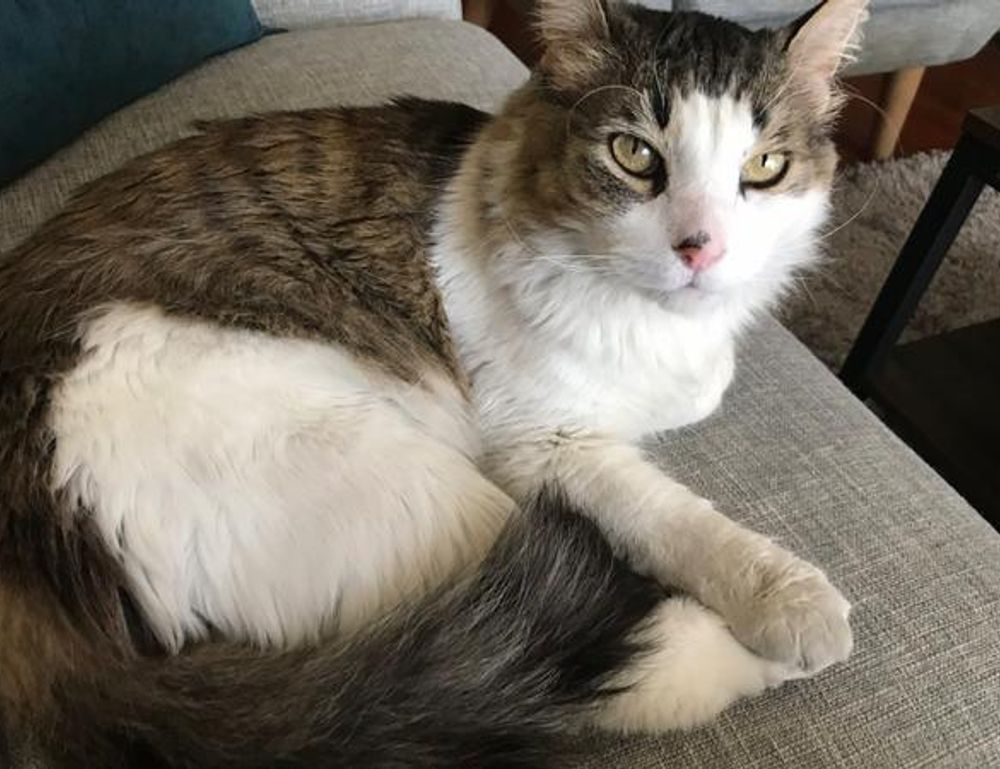 louise penny inspector gamache in order