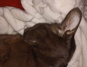 low maintenance choppy shaggy shoulder length hair with bangs