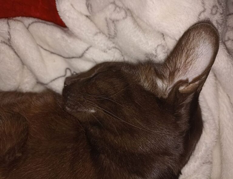 low maintenance choppy shaggy shoulder length hair with bangs