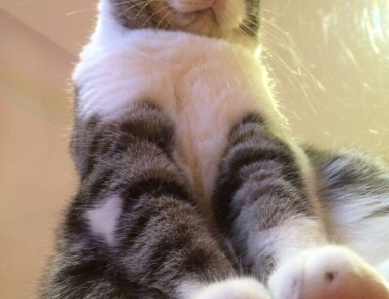 medium layered haircuts for thin hair