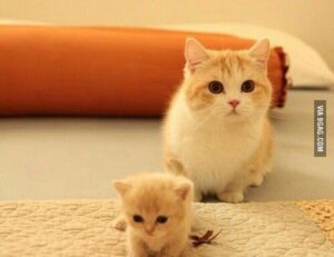 minimum number of books to be considered a library